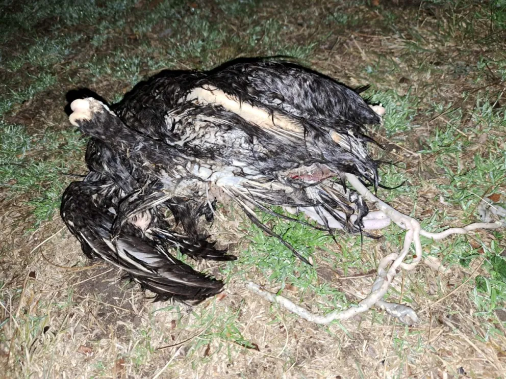Se registraron rastros de macumbas en la costanera de Viedma 