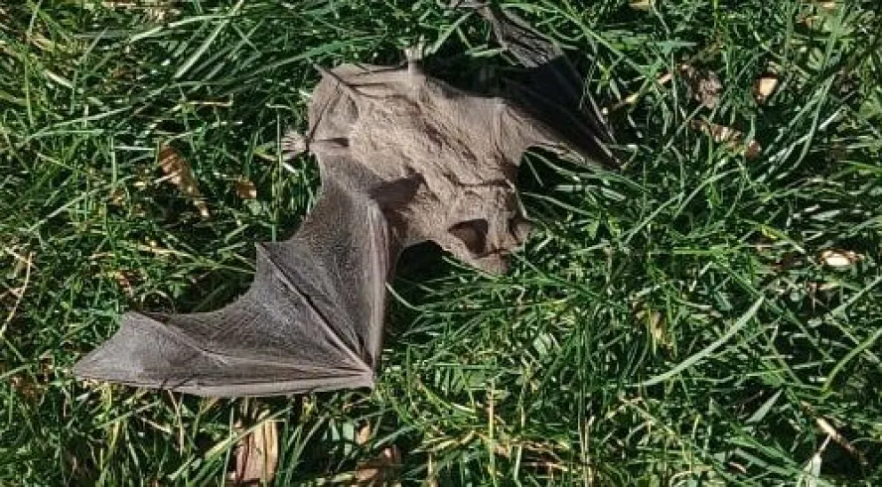 Apareció un murciélago cerca de la entrada del Poder Judicial