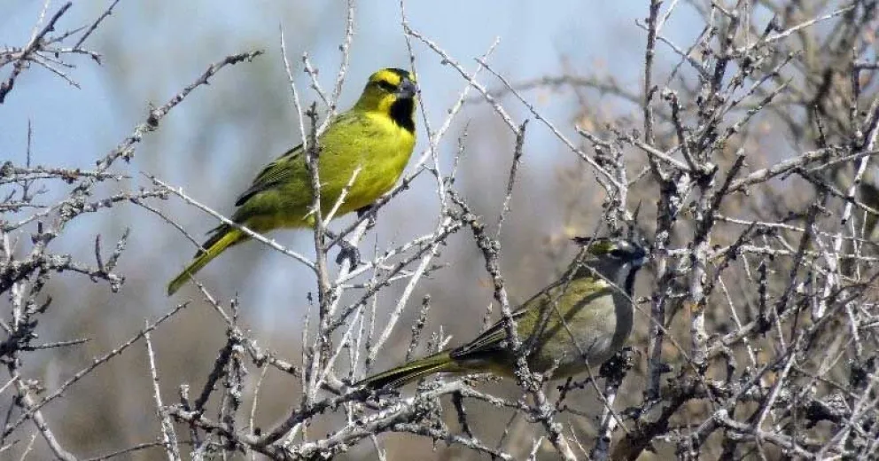 Rescataron once aves en peligro de extinción y el captor fue imputado