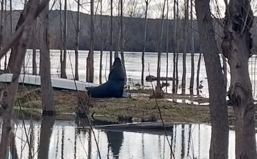 Sorpresiva visita de un lobo marino en el balneario de San Javier