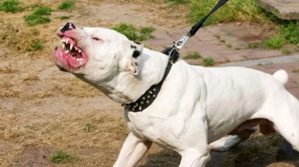 Horror: dos perros atacaron y mataron a una adolescente de 15 años en Córdoba