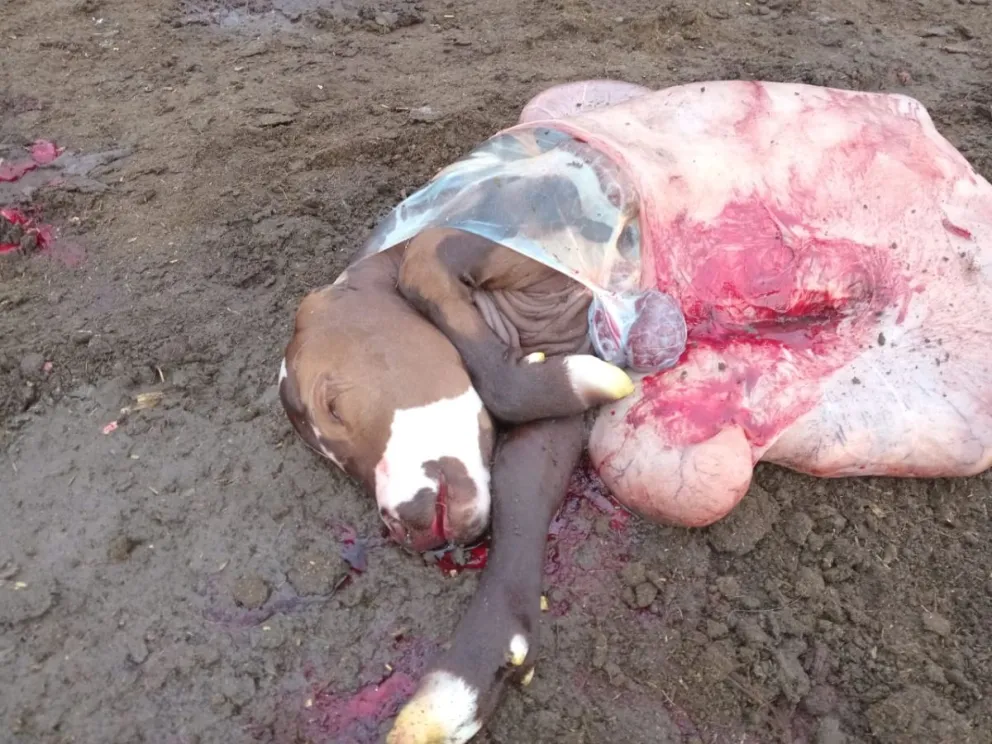 Se pasó un límite: a una productora viedmense le carnearon una vaquillona a punto de parir