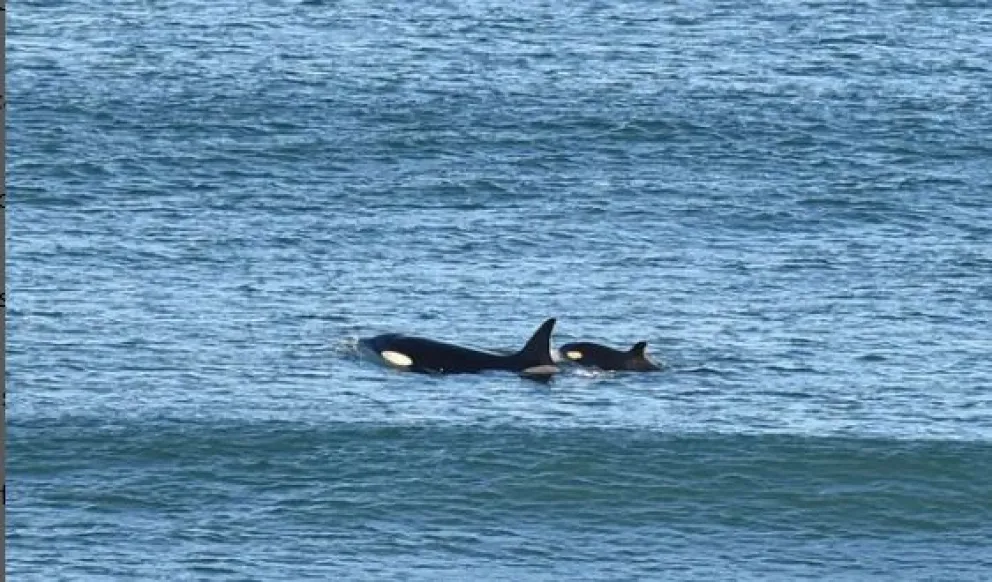 Orcas y un magnífico espectáculo natural en La Lobería 