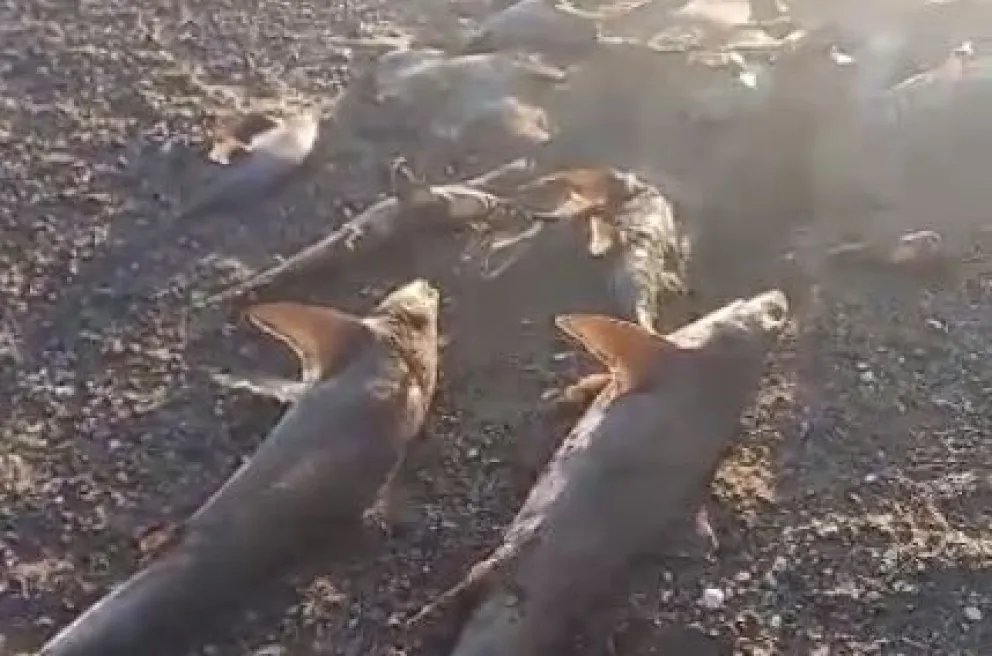 Misteriosa depredación de especies marítimas que supuestamente están protegidas