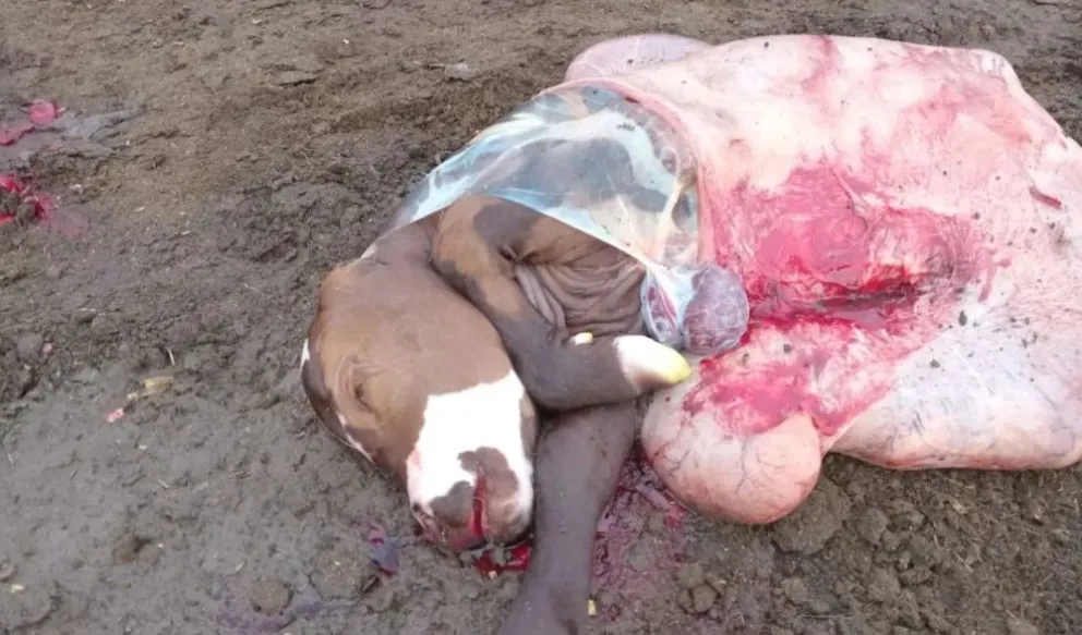 Repudian el hecho delictivo por el cual carnearon una vaca preñada