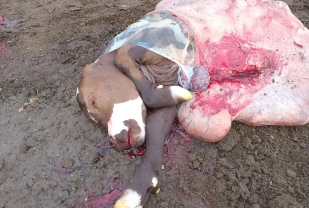 Hay peligro con la carne de la vaca preñada: "Yo jamás se la daría a mis hijos"