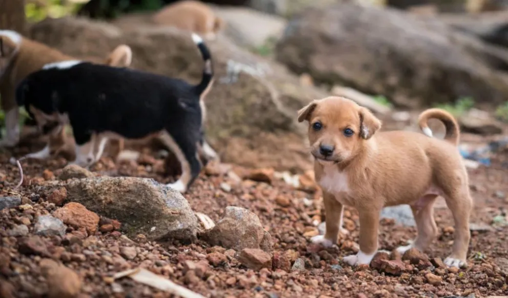 La problemática del abandono animal en Viedma creció en el último tiempo