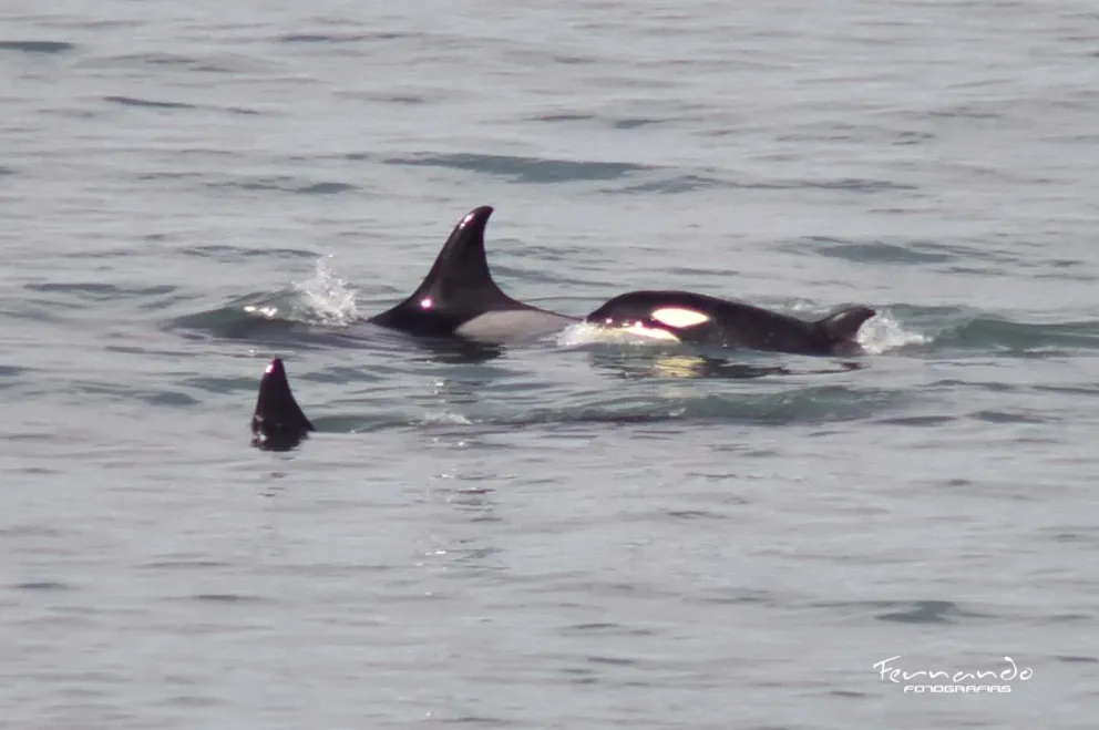 Orcas al ataque: comieron en La Lobería y desaparecieron