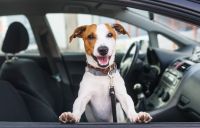 Paso a paso: ésta es la forma correcta para llevar a tus mascotas en el auto