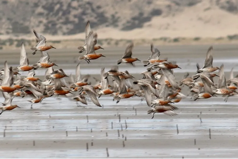 Los trinos de los pájaros se llevarán todas las miradas en la próxima temporada de avistajes