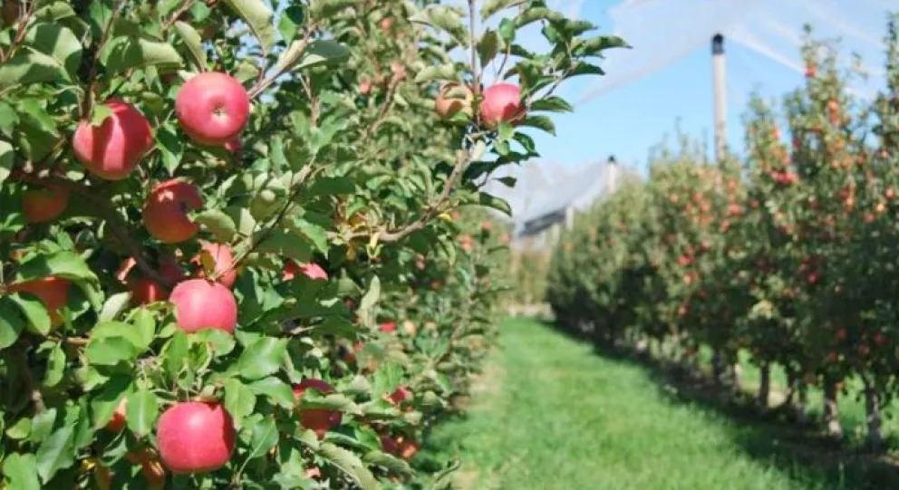 El 85 por ciento de la manzana producida, se consume localmente. 