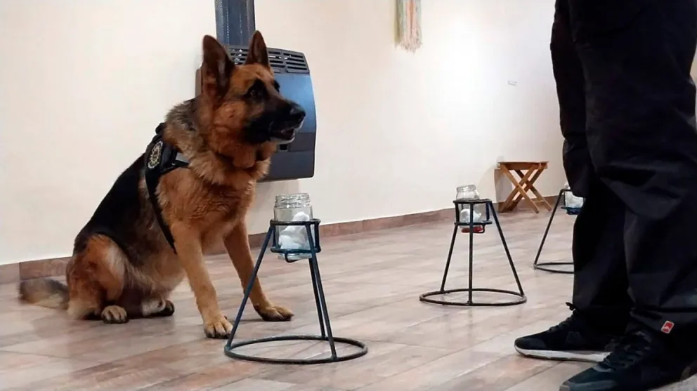Día Mundial del Perro: reconocimiento a su labor desde la Policía de Río Negro