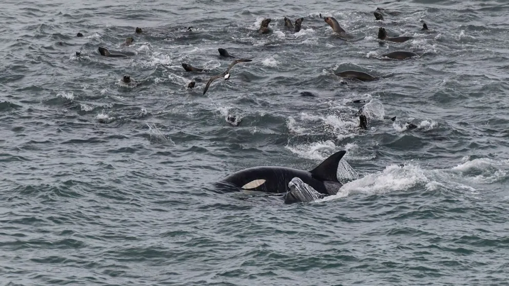 Las orcas tuvieron el menú servido en La Lobería con gran cantidad de espectadores