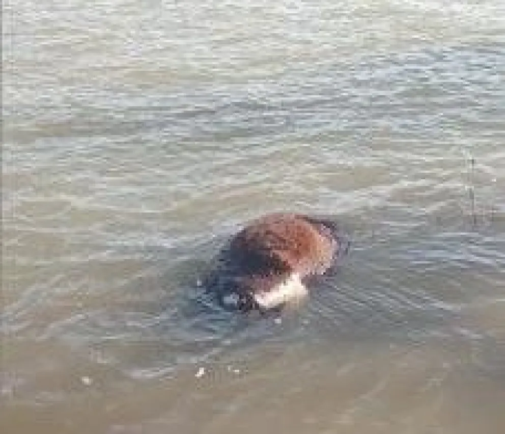Apareció una vaca muerta en el muelle de lanchas y Prefectura tomó intervención 
