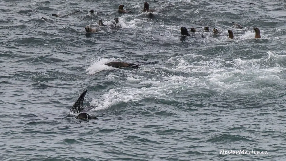En feroz ataque, las orcas volvieron a compartir comida