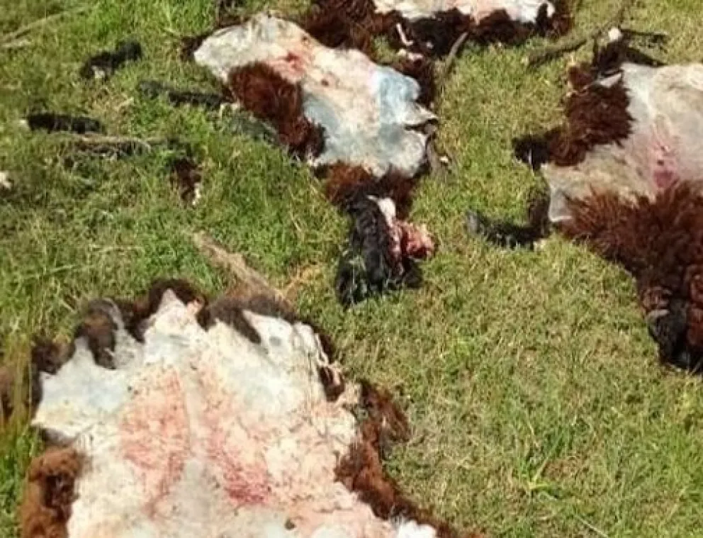 Los cuatreros arrasaron en un campo