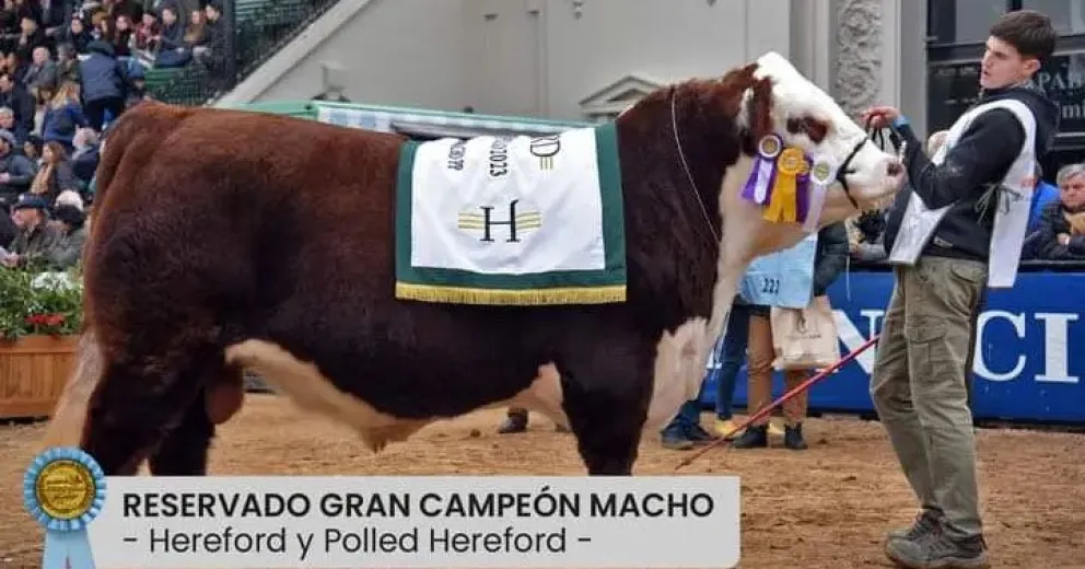 Grandes expectativas por el remate del gran campeón rionegrino