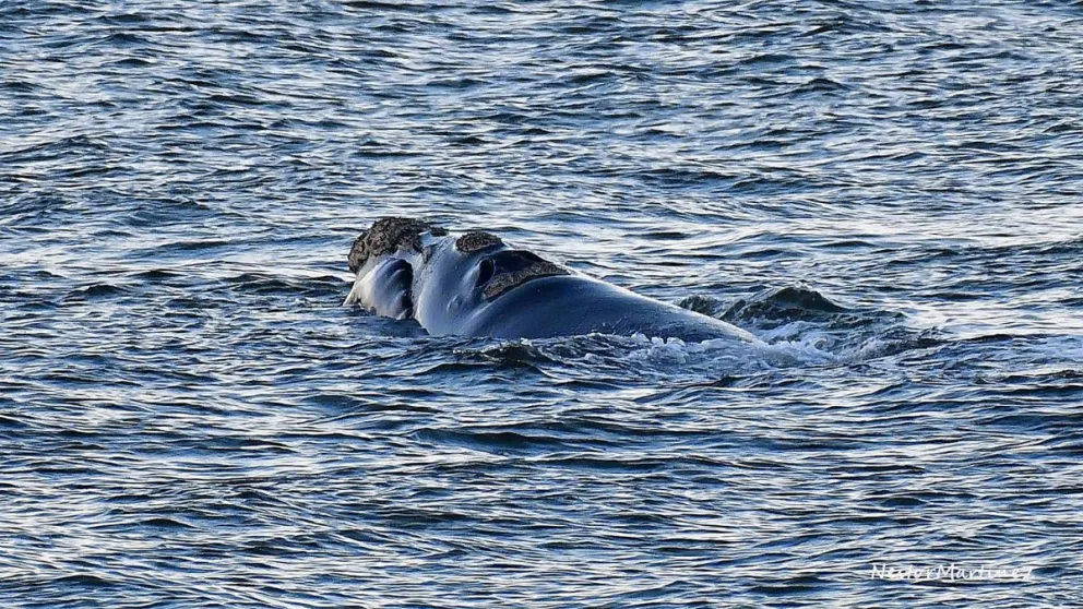 Una ballena franca austral estuvo de visita en las costas de La Ensenada