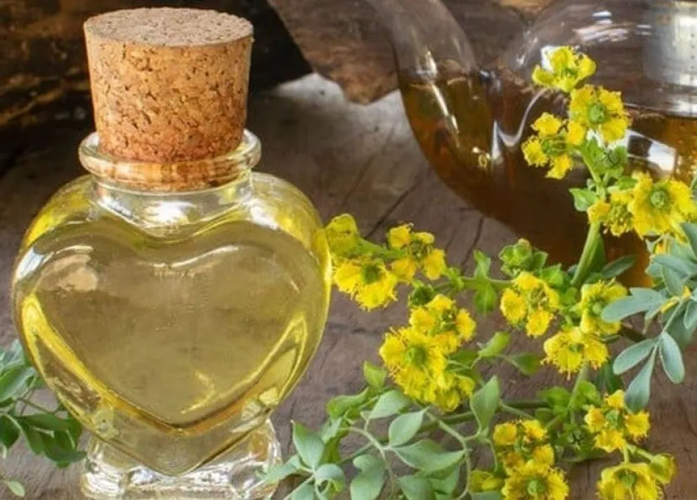 Caña con ruda: cómo se prepara y por qué se toma cada 1 de agosto