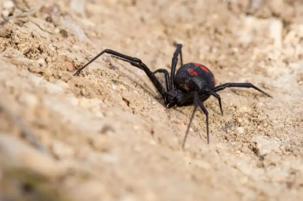Araña de la familia de las viudas negras. Especie: latrodectus mirabilis.