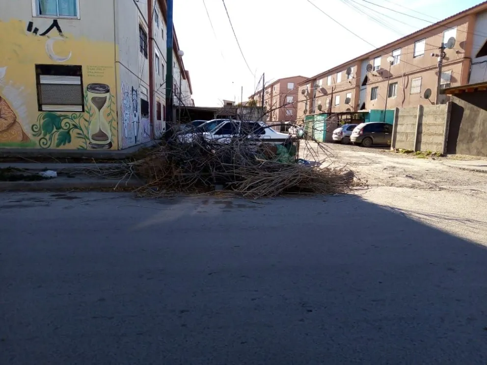 Temporada de poda: quejas y respuestas en Viedma
