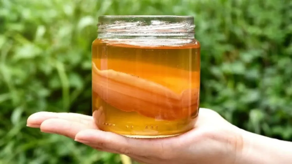 Descubren el poder del té de kombucha para controlar la diabetes