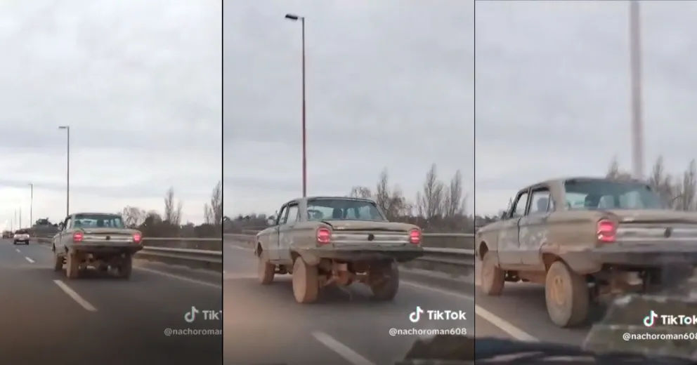 Un Falcon monstruoso de Viedma es furor en Tik Tok