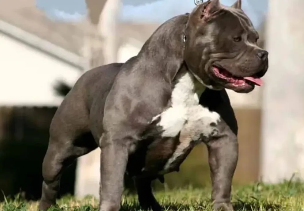 Violento enfrentamiento: Un pitbull atacó a una embarazada y su dueña la golpeó
