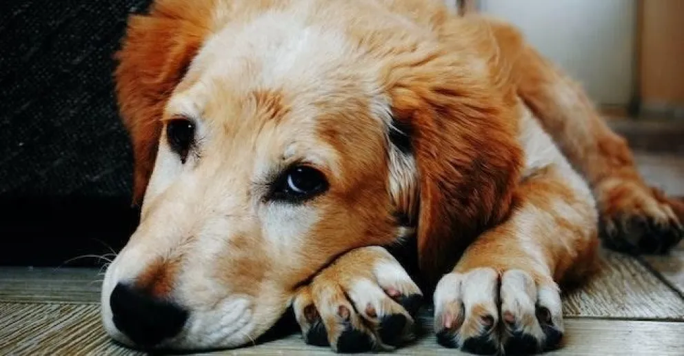 Los perros, expertos en detectar a las malas personas