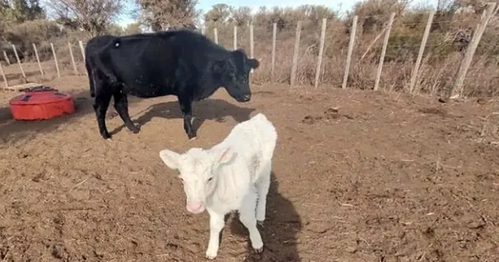 El toro pidió ADN: nació un ternero blanco en un campo de Río Negro