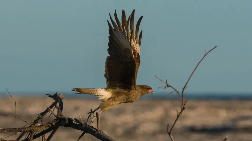 Ofrecen un taller de Introducción a las aves, su observación y conservación