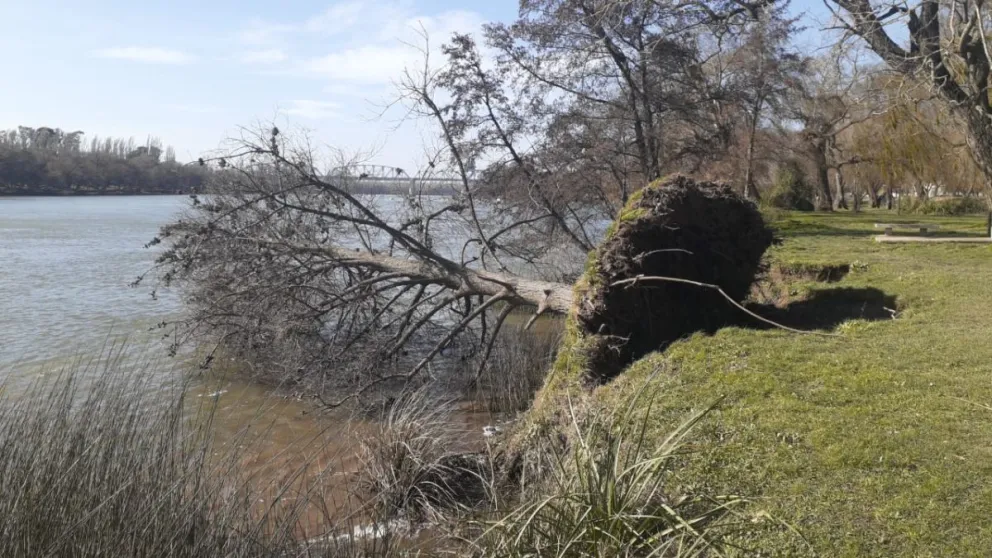 Las crecidas extraordinarias del río Negro impactaron en los árboles de la costanera 
