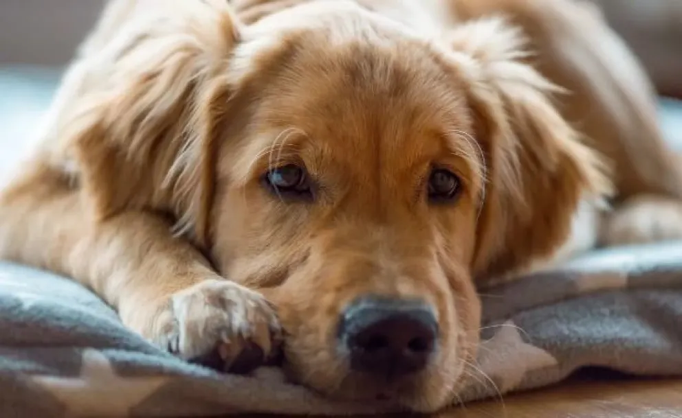 Estas son las razones por las cuales no deberías dormir con tu mascota