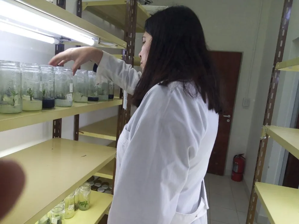 Laboratorio de plantas: usan un tupper casero para dar vida a especies nativas y productivas