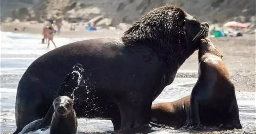 Influenza aviar en Río negro: se confirmó un caso positivo en mamífero marino