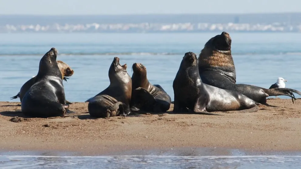 Desde la reserva recuerdan no acercarse a los animales durante su vista a la playa. Foto: Archivo de NoticiasNet. 