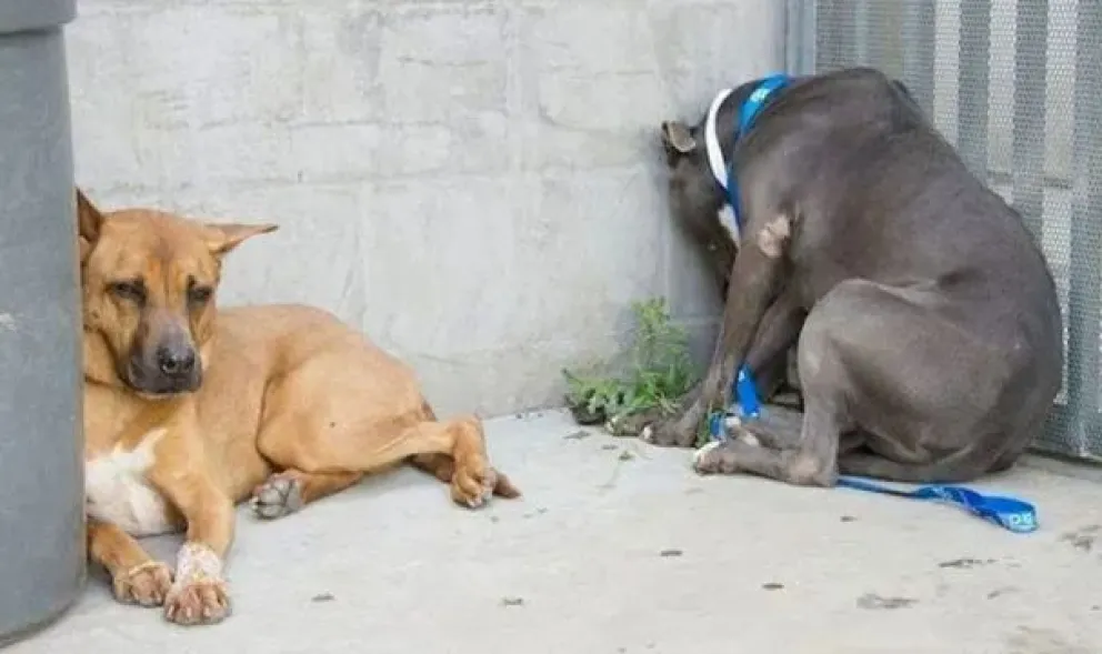 Si tu mascota apoya muy seguido su cabeza contra la pared, deberías preocuparte 