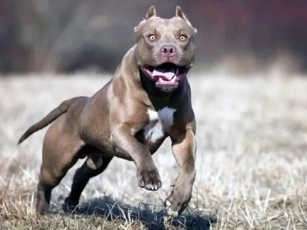 Un hombre apuñaló a un pitbull para proteger a perros callejeros en Neuquén