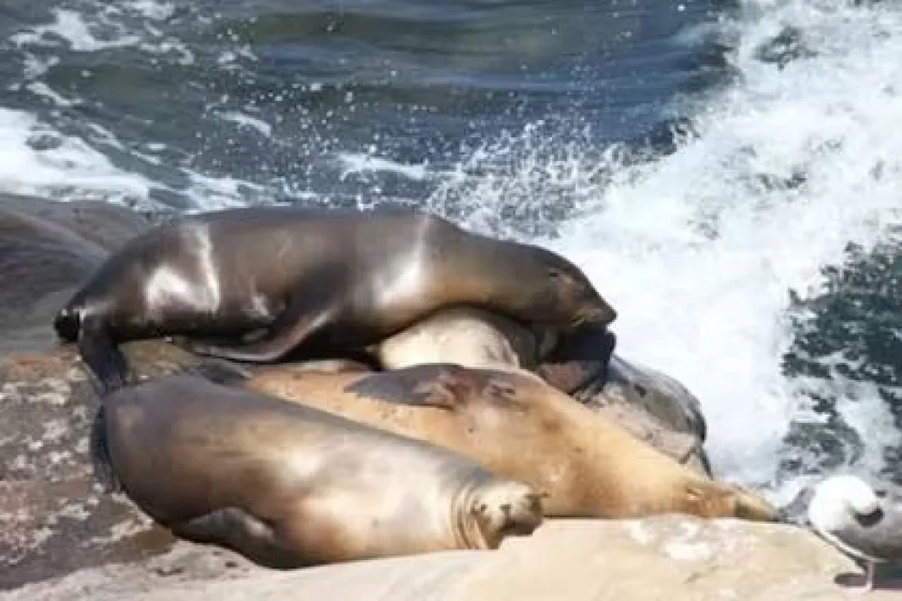 Impactante muerte masiva de lobos marinos: investigan si puede ser gripe aviar