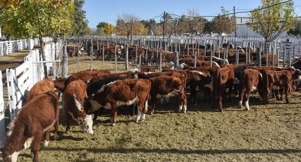 Ruralistas patagónicos temen por la flexibilización de la barrera sanitaria contra la aftosa