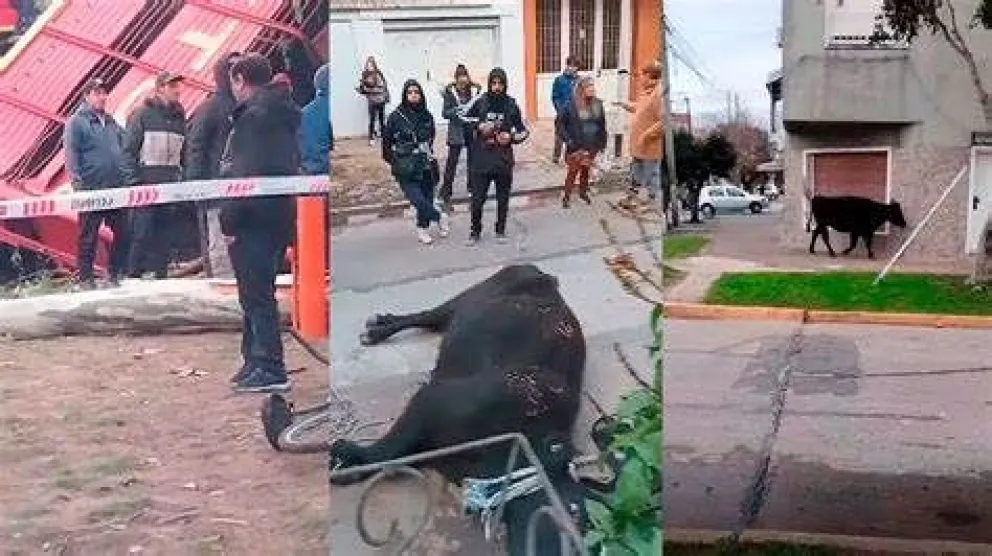 Imágenes sensibles: volcó un camión con vacas y los vecinos las faenaron 