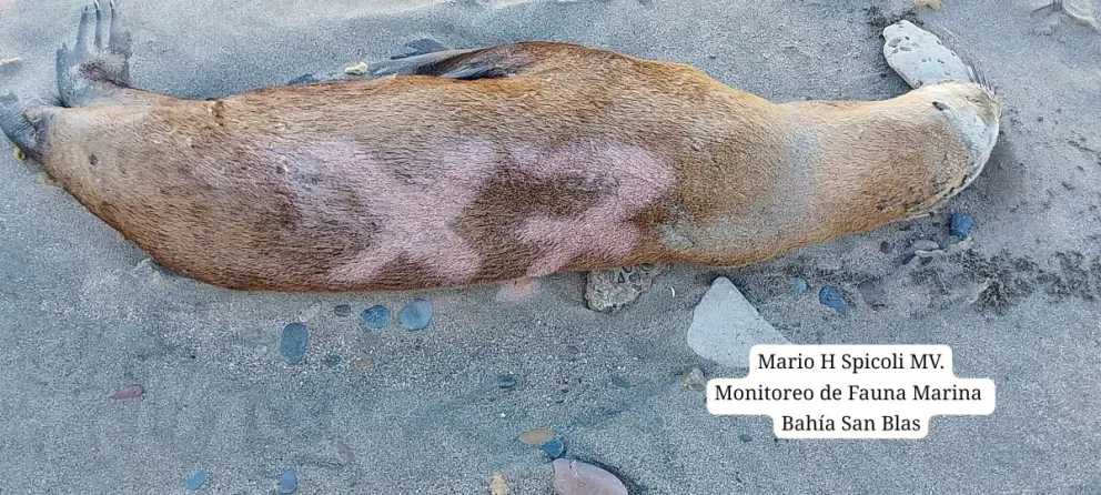 Siguen apareciendo lobos enfermos en San Blas y están bajo control veterinario