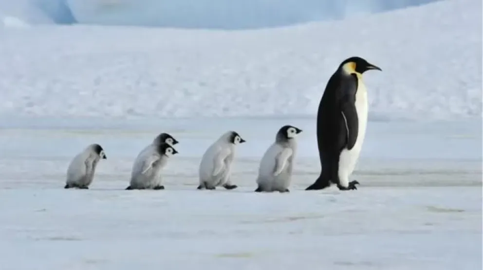 Peligro de extinción: el nacimiento de pingüinos es drásticamente afectado por el bajo nivel del hielo antártico