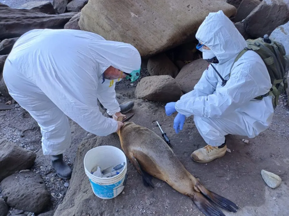 Terror en las playas: ya son más de 50 los lobos marinos con signos de gripe aviar
