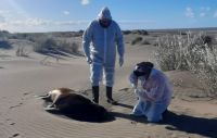 ¿De dónde viene el virus que afecta y mata a lobos marinos en la costa atlántica?