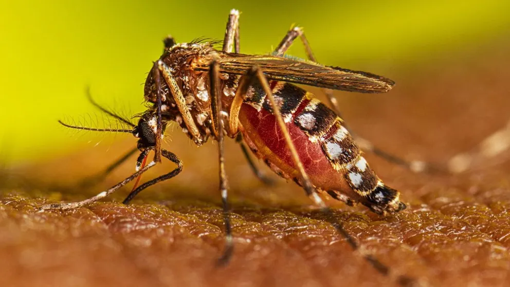 Día Internacional contra el Dengue: cómo prevenir la enfermedad