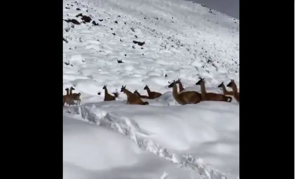 Impactante video muestra a Guanacos andando por la nieve se hace viral en redes 