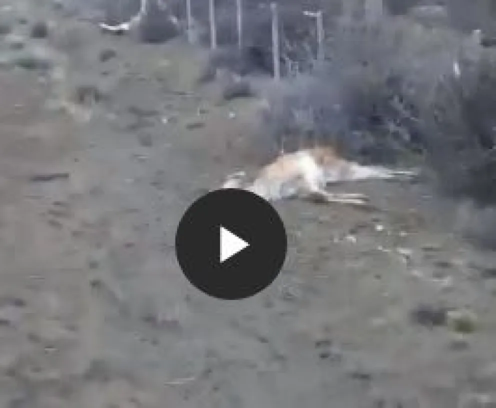 Alertan que los guanacos muertos por presunta gripe aviar es una fake news