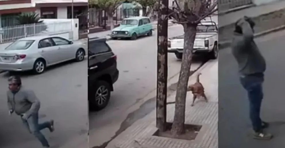 Video: perro se subió a una camioneta, puso primera y chocó la casa de los vecinos