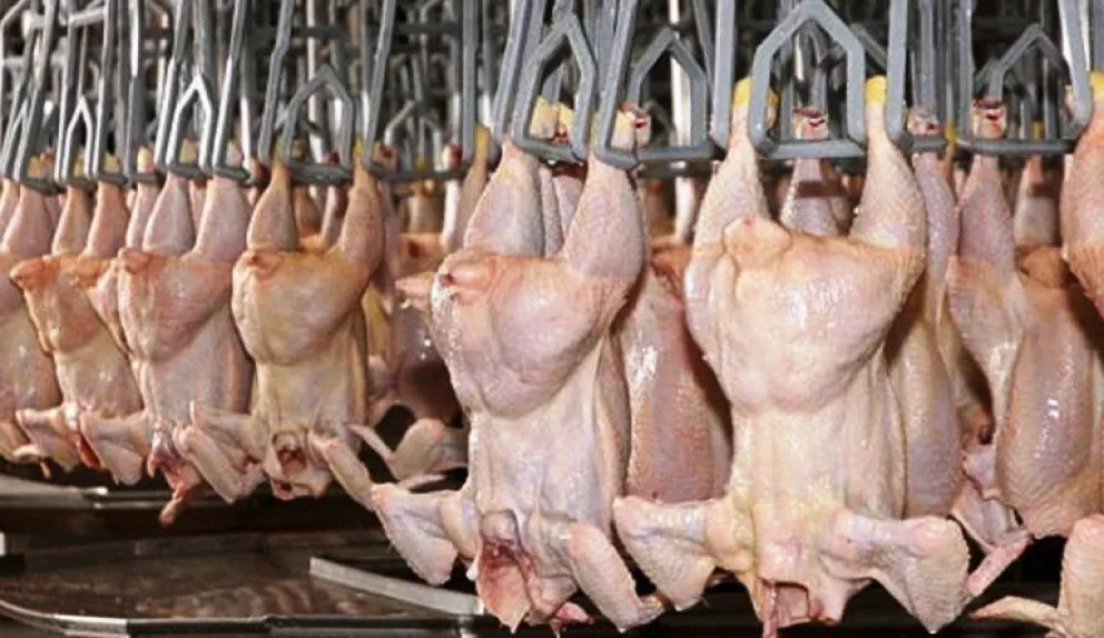 Argentina retoma exportaciones de carne aviar a la Unión Europea